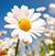 Deborah Neff's profile image