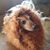 Logan Makiah's profile image