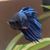 Melissa Whittinghill's profile image