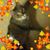 Dveirin Rashonne's profile image