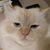 Kat Stevens's profile image