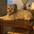 Lon Brunk's profile image
