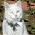 Beth Stahlke Lomas's profile image