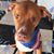 Rachel Ashmore Morgan's profile image