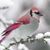 Marny Geibel Cramer's profile image