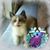 Alice Barriault's profile image