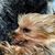 Pinot Merlot's profile image
