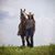 Rachel Anne Holsteen's profile image