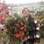 Sara Cicchelli Switzer's profile image