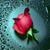 Angi Lvŷu's profile image