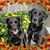 Jackie Franklin's profile image