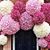 Yasameen Riyadh Alsaffar's profile image