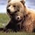 Janice Despin Brigham's profile image