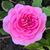 Gretchen Harnack's profile image
