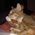 Angelica Hinshaw's profile image