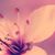 Hailey Neves's profile image