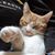 Missie Burrous's profile image