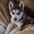 Kandy DuBose's profile image
