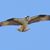 Rhonda H. Little's profile image
