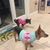 Susan DiIorio's profile image