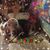 Midge Mertz's profile image