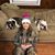Nicoletta Lubrano's profile image