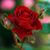 Tena Marie's profile image