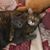 Amil Muzz's profile image