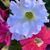 Julie Schoettmer's profile image