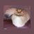 Ronnie Graham's profile image