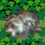 Julia A. Fields Hodges's profile image