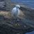 Susan Crumley's profile image
