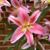 Tina Fernandes's profile image