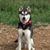 Susan Detheridge's profile image