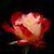 Michele Perry's profile image