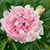 D'Anna Trujillo Stiffler's profile image