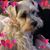 Susan Taylor Trimble's profile image
