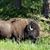Mirjam Haubert's profile image