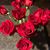 Colleen M Passer's profile image