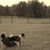 Amy EA McChesney's profile image