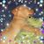 Suzanne Harbison Warheit's profile image