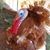 Shelly Choate's profile image