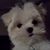 Robin Donaldson's profile image