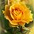Reding Flowering's profile image