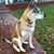 Monica Carrillo's profile image