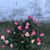 Sherry Gilbert-Craig's profile image