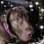 Rhonda Holder's profile image