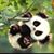 Kim Purk's profile image