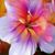 Larie Ann Fogarty's profile image