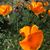 Diane Marsh's profile image